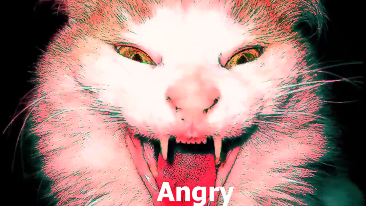 10 Kitten "MEOW" Sound Variations in 31 Seconds