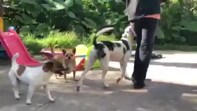 How to train dogs