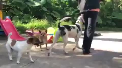 How to train dogs