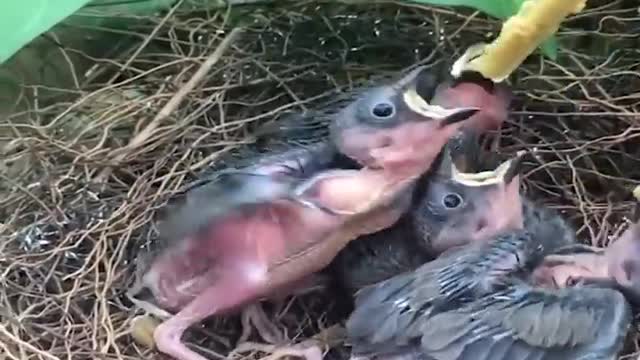 Smart And Funny Parrots Parrot Talking Videos Compilation 2 Super Dogsp2