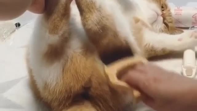 Give the cat a massage