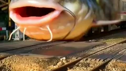Very funny fish