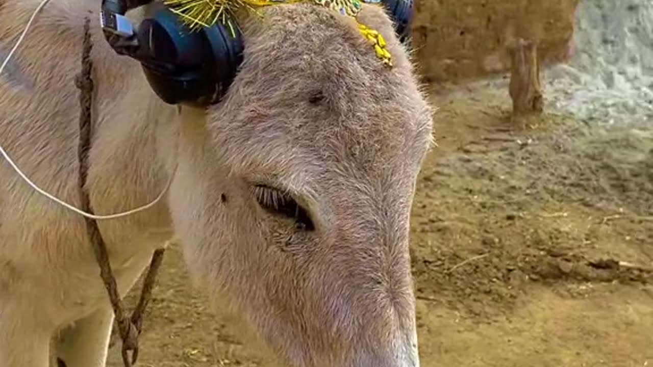 Donkey Tiktoker comedy videos