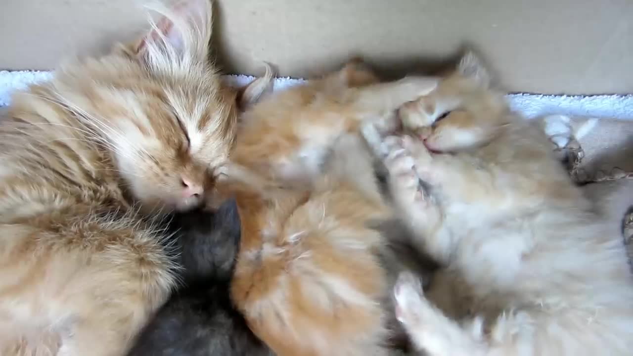 Baby kittens and their big brother Marmalade