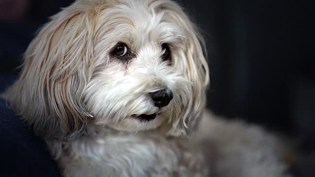 A Dog Showing her Tongue while Sitting