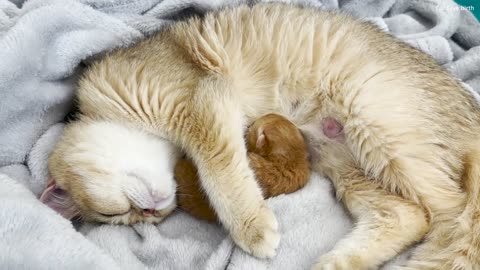 Mom cat takes kitten from dad and carries it to the couch to feed her