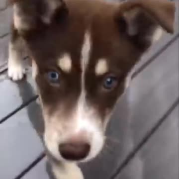 The perfect dog family