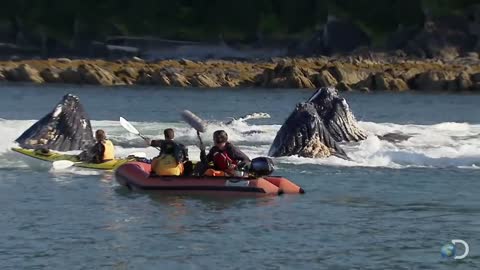 Humpback Whales Startle Kayakers | North America