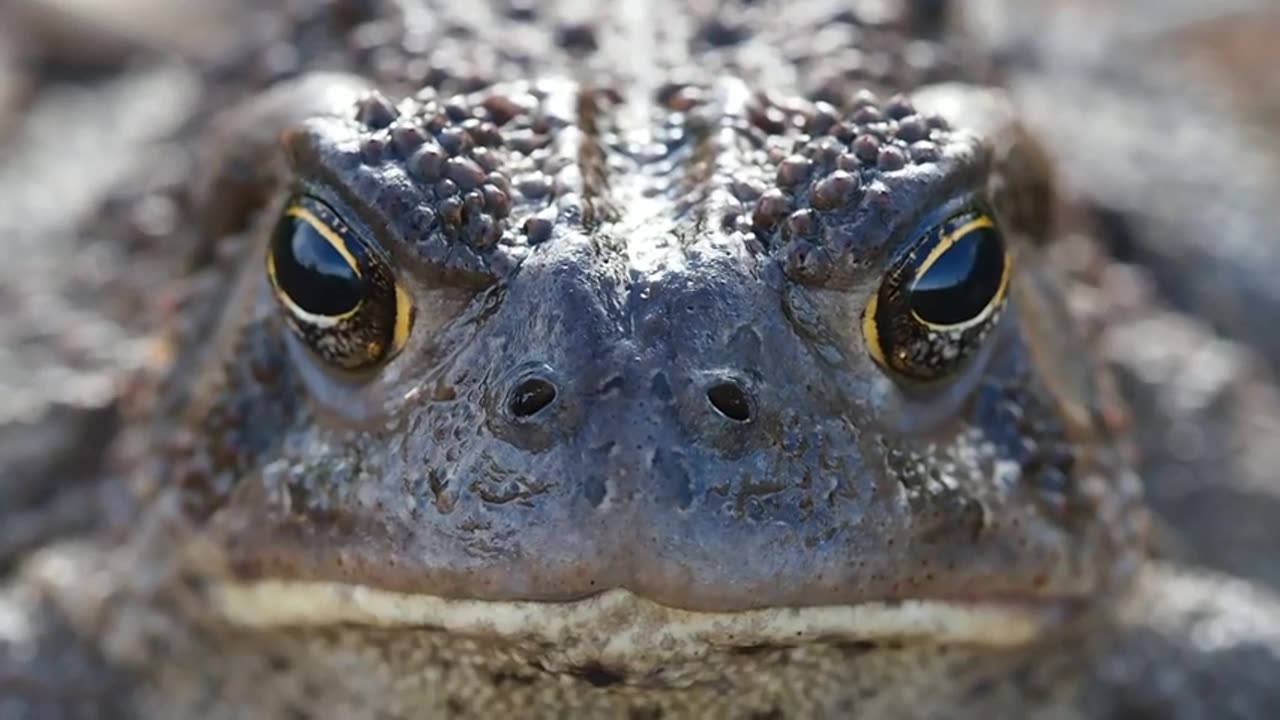wildlife