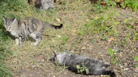 kittens fighting in a field 26383