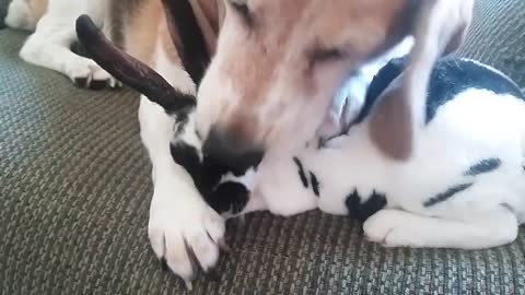 Beagle thinks bunny is her baby puppy.