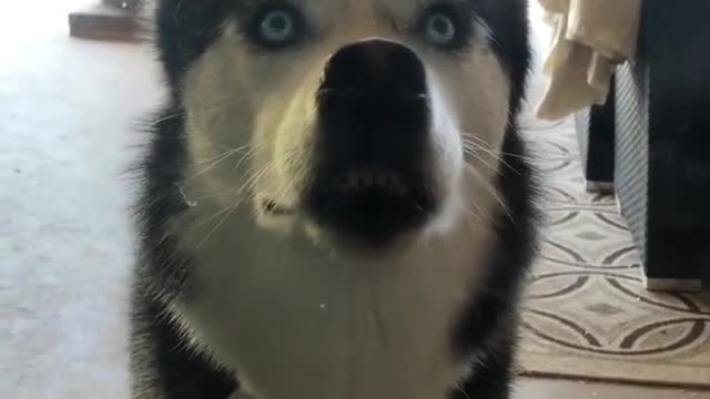 A dog with pricked ears.