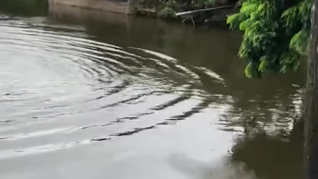 Dog's Brave Dive to Rescue Human