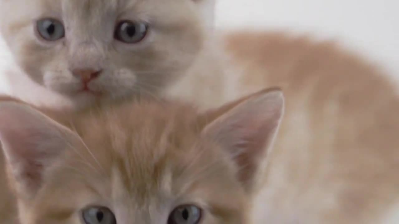 cat video for cat meaw