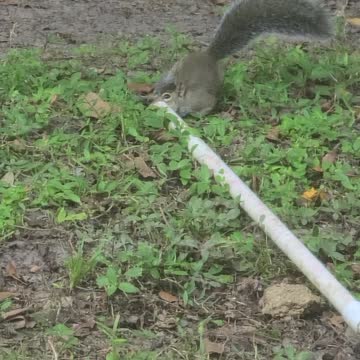 Squirrel drink AC runoff