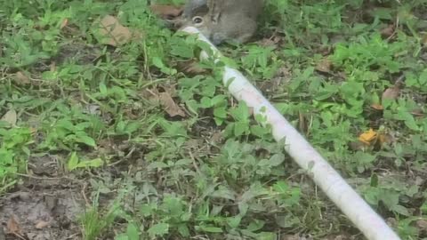 Squirrel drink AC runoff