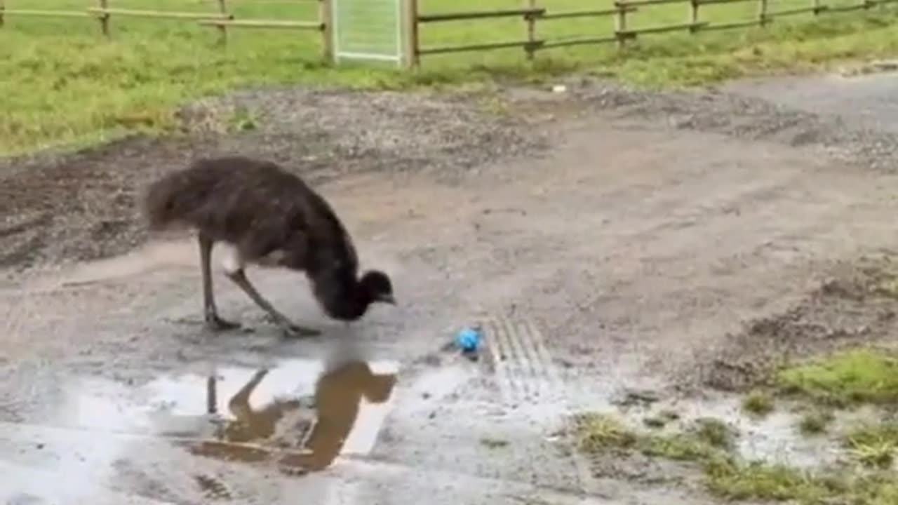 emu freaks out over the blue ball