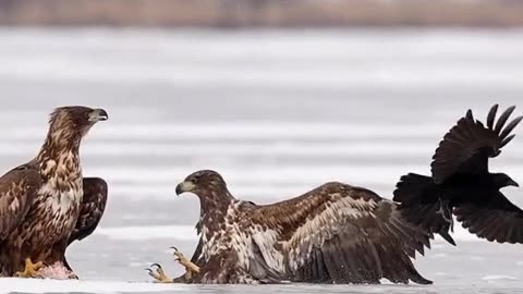 Eagle 🦅 perfect landing