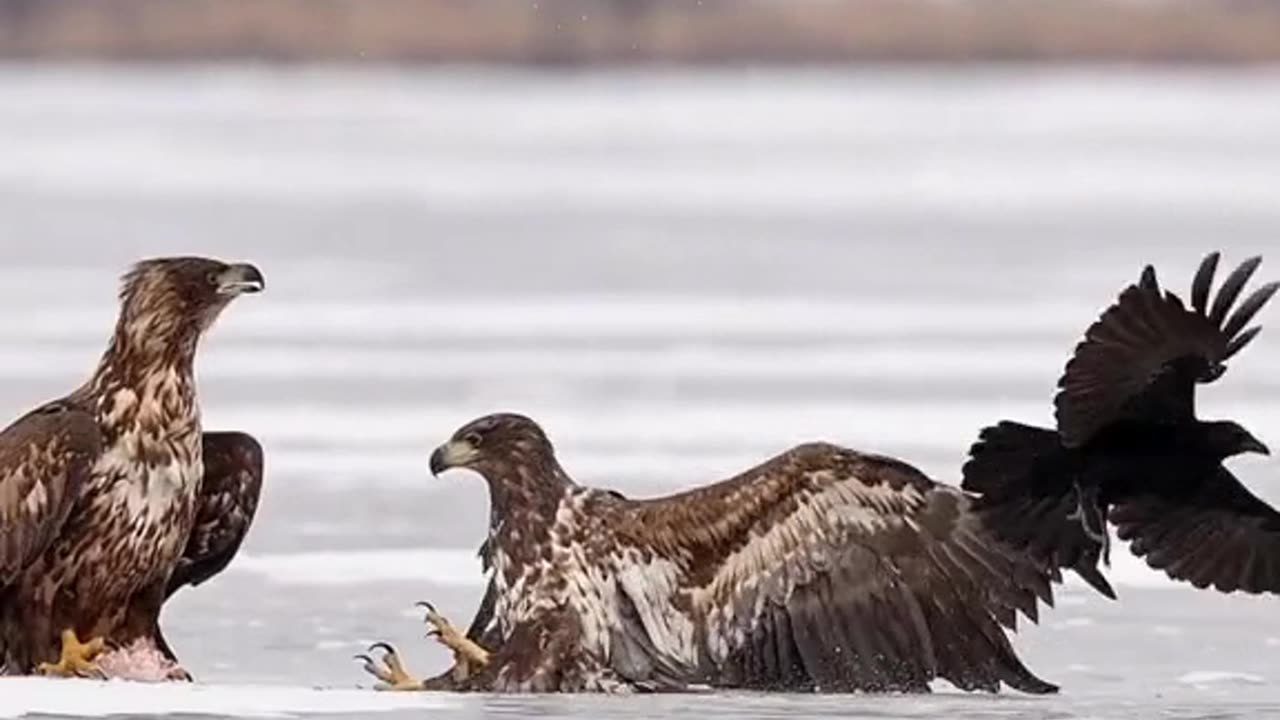 Eagle 🦅 perfect landing