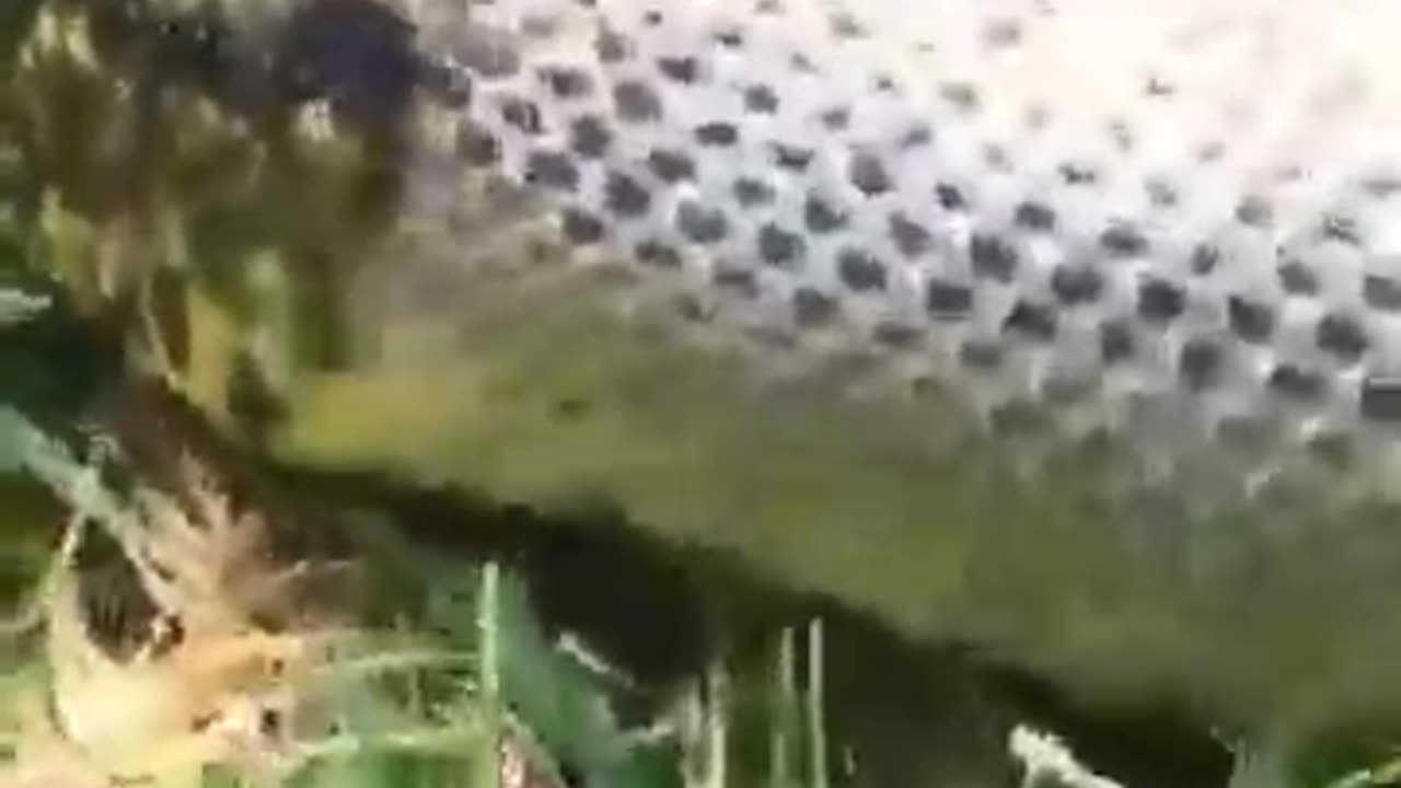 The process of changing the skin of a pet snake raised by a man