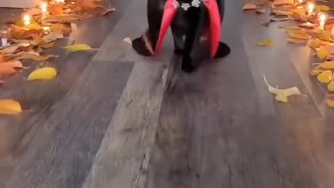 A black cat dressed as a vampire, dignified and cool.