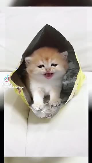 Meow meow babies kittens sweet kitty waaaa waaa