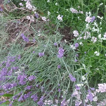 My lavender Garden 🌼🌸🐝🙂