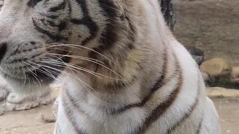 White tiger