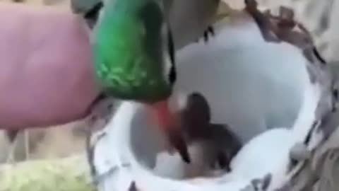 Do you know how to eat hummingbird