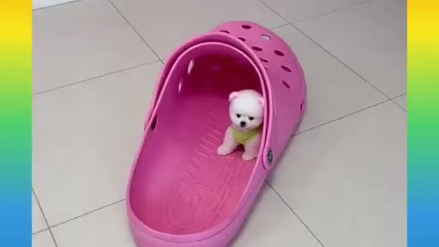 Cute_and_Funny_Dog_Videos_Compilation,🐕🐕_