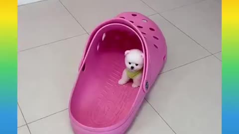 Cute_and_Funny_Dog_Videos_Compilation,🐕🐕_