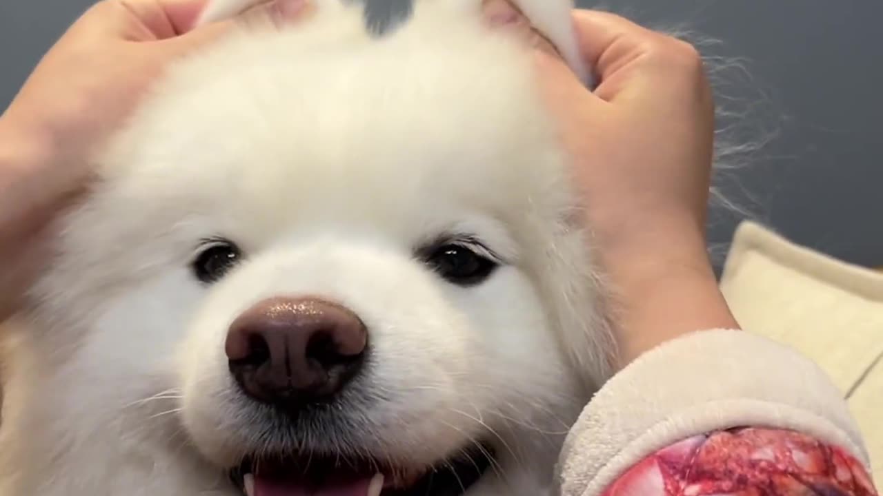 The cute dog's ears are so cute, it seems to be laughing