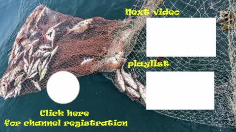 Special fish for Japanese people