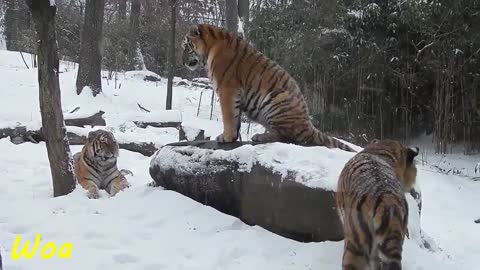 Siberian Tiger Loves In The Snow