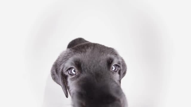 Labrador Retriever puppy on white screen playing