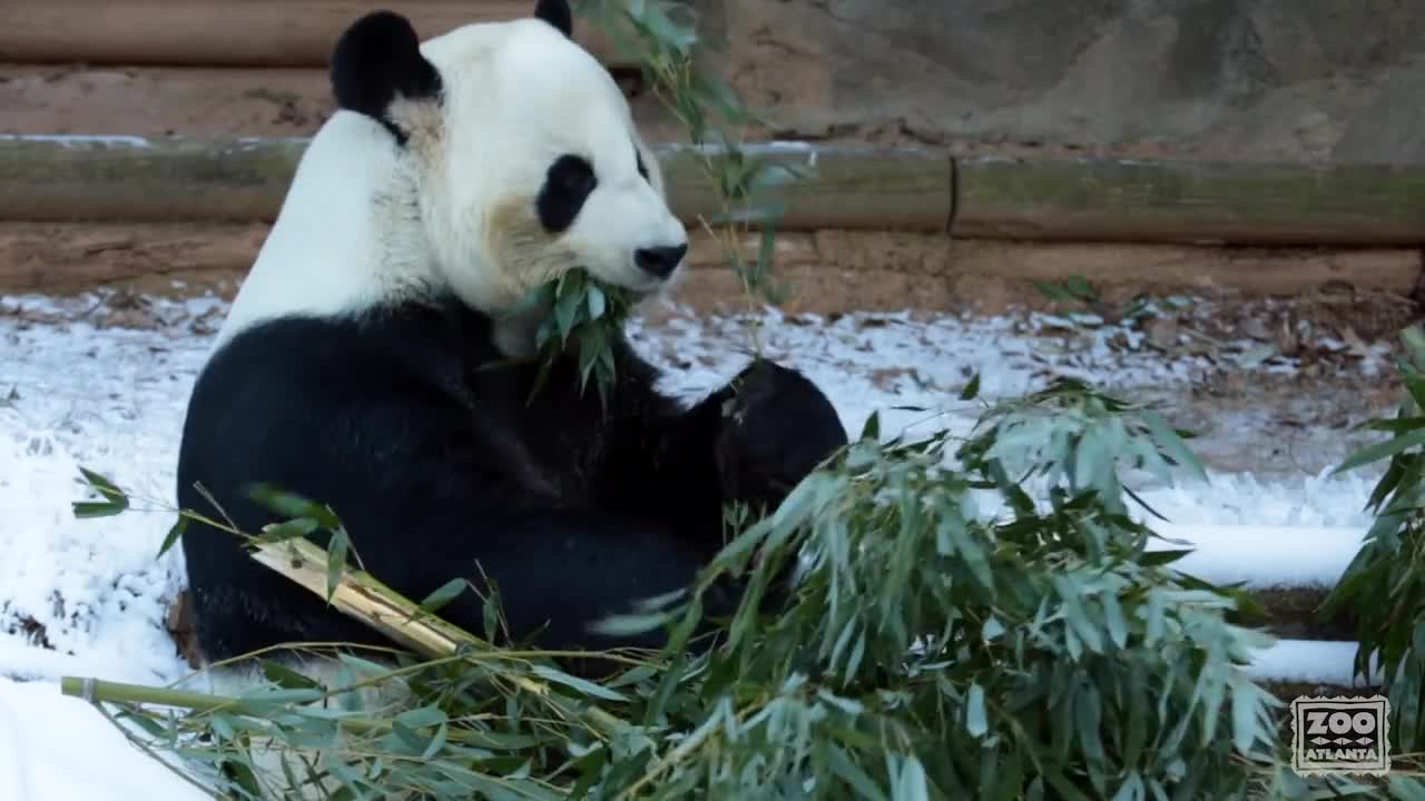 Panda Yang Yang Plays in Man-made Snow