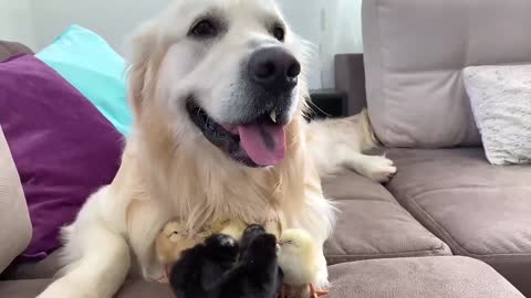 Adorable Golden Retriever and Cute Baby Chicks