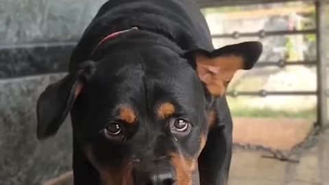 Dog barking Rottweiler