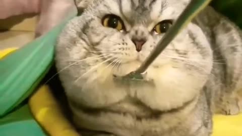 Amazing Funny Cat 😱🤣🤣