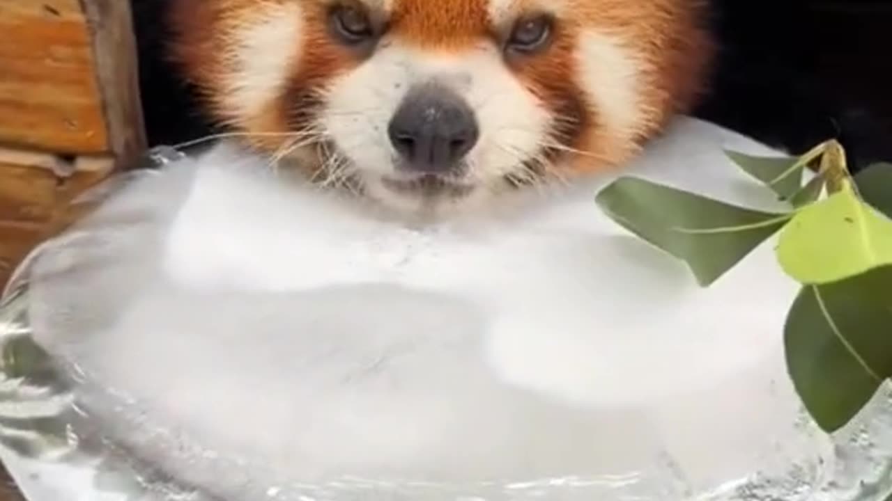 keeping red panda cool