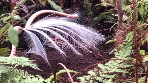 Beautiful Bird dance moment