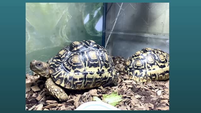 Turtle what are you thinking?