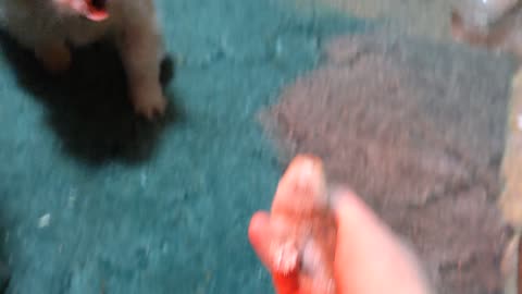 Chicken and Dog