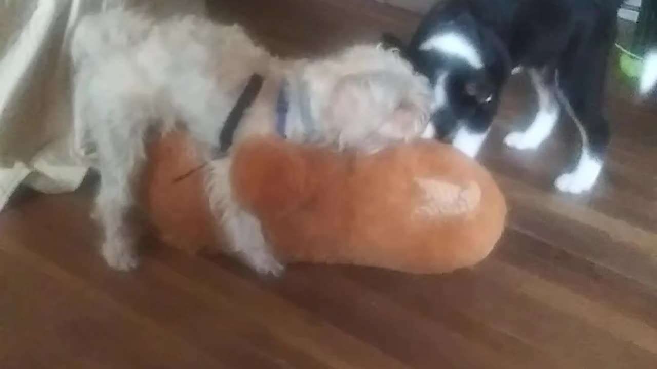 Jealous Puppy Princess