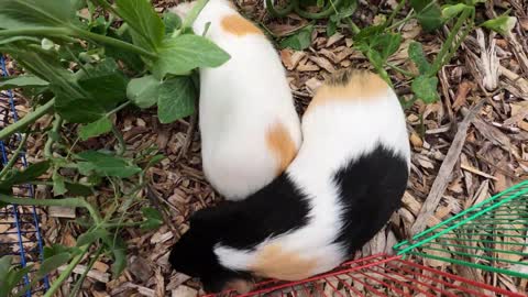 Guinea pigs in the garden! 🥬