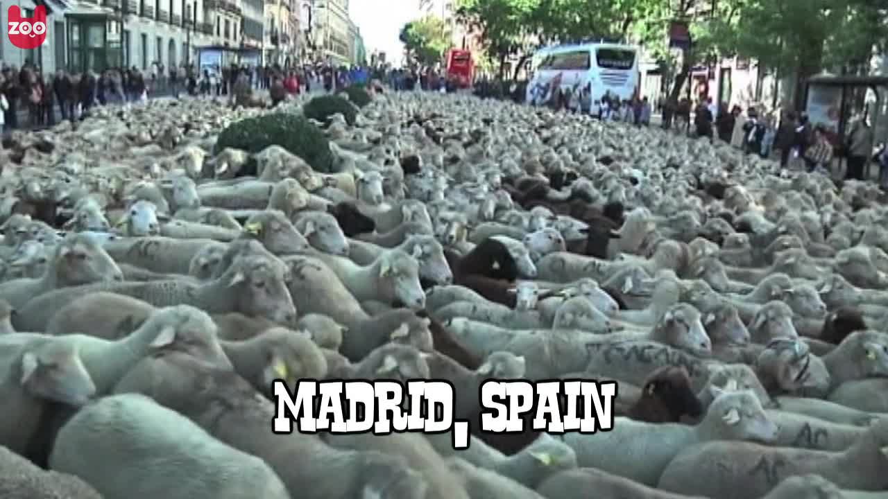 3000 Sheep Stroll Through Madrid