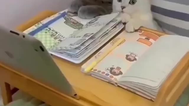 Funny cat moment s
