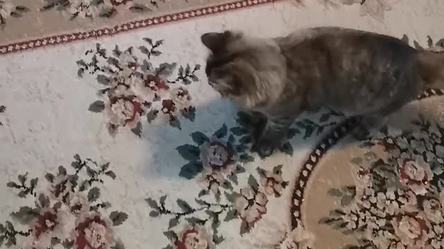 My favorite cat "Squirrel" plays with a pointer