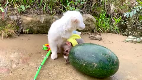 funny animal videos