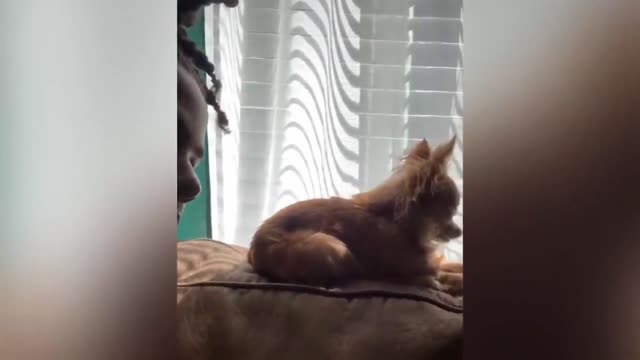 FUNNY ANIMALS #1 - CUTE AND HILARIOUS PETS